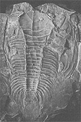 カンブリア紀の巨大三葉虫パラドキシデスの脱皮殻。