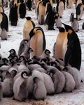 ハドリング（身を寄せ合う）するエンペラーペンギンのヒナたち