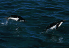 「イルカ泳ぎ」するアデリーペンギン