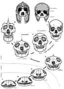 頭骨の形態学 -「自己家畜化」を前面観で示す　Morphology of Skull - " Self _ Domestication "