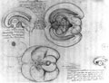 レオナルド・ダ・ヴィンチが描いた『脳』の図