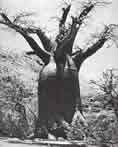 熱帯アフリカの巨大なバオバブの樹。内部をくりぬき住居として使っている。