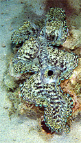 サンゴ礁の海底にすむヒレシャコガイ。中央の管は出水孔
