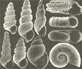 まざまな異旋類の殻