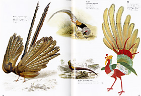 第4巻鳥類 キジ類　左・セイラン、右・鳳凰