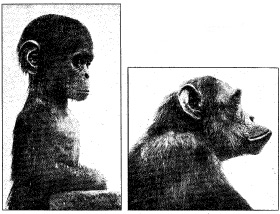 ヒトの大人はチンパンジーの赤ちゃんに似ている 